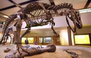 dinos