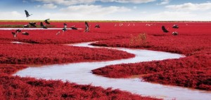 red-beach-panjin-china-702x336