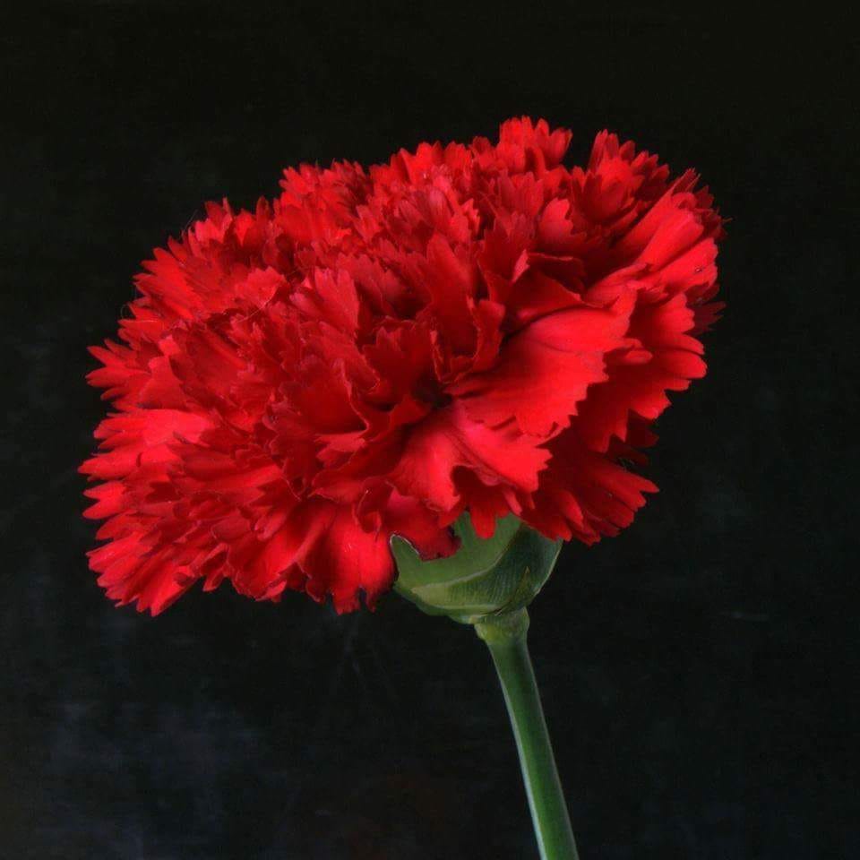 Κάπως έτσι λοιπόν, γιορτάζουμε την Πρωτομαγιά!