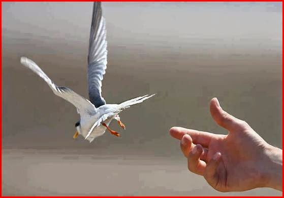 H Ελευθερία κοιτά πάντα ψηλά, στον Ουρανό! – Σαν σήμερα η θρυλική απόδραση του Βασίλη Παλαιοκώστα