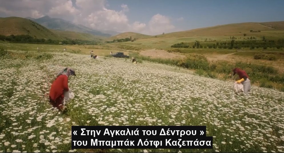 Στην αγγαλιά του δέντρου του Μπαμπάκ Λότφι Καζεπάσα από τις 16/4 στους κινηματογράφους σε Α’ Προβολή