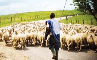 Από την αποψίλωση στην επιστράτευση: Όταν το κράτος διαλύει τις υπηρεσίες του, βάζει τον Στρατό να μαζεύει τα συντρίμμια